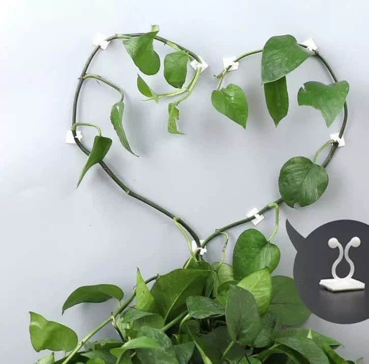گیره نگهدارنده گل پتوس 《۱۰عددی》